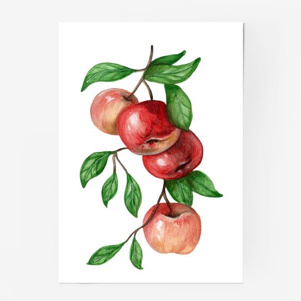 Постер «Яблоки »