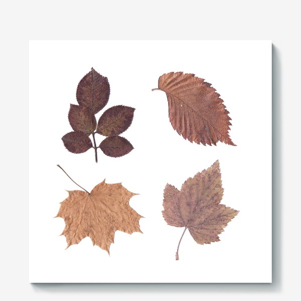 Холст «Осень. Осенние листья. Гербарий»