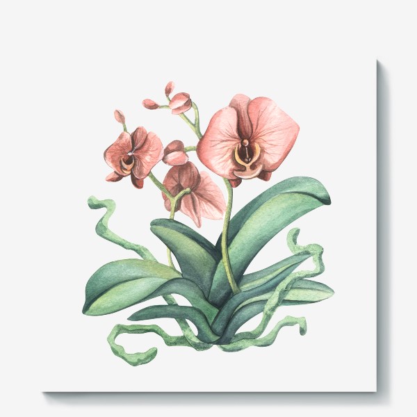 Холст «Розовая орхидея, цветок. Акварель.»
