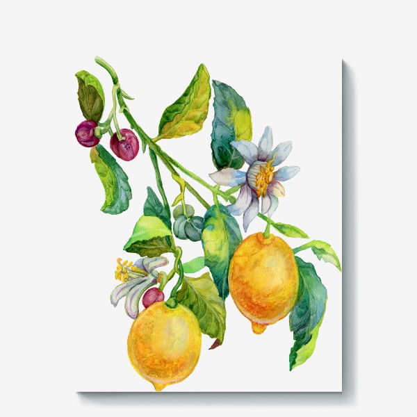 Холст «Ветка лимона с цветками и плодами»