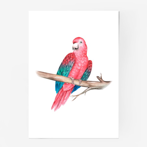 Постер «Попугай Ара- лучший друг пирата. »
