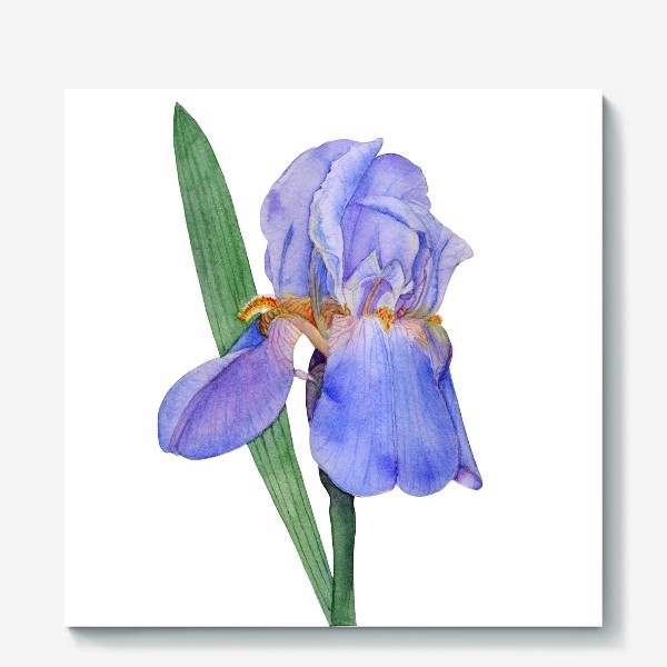 Холст «Красивый цветок голубой Ирис акварель»