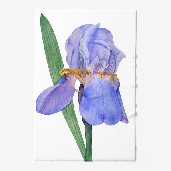 Полотенце «Красивый цветок голубой Ирис акварель»