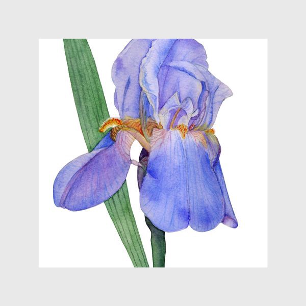 Шторы «Красивый цветок голубой Ирис акварель»