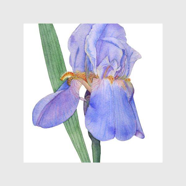 Скатерть «Красивый цветок голубой Ирис акварель»