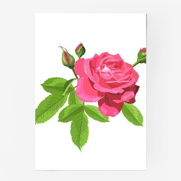 Постер «Роза на белом фоне.»