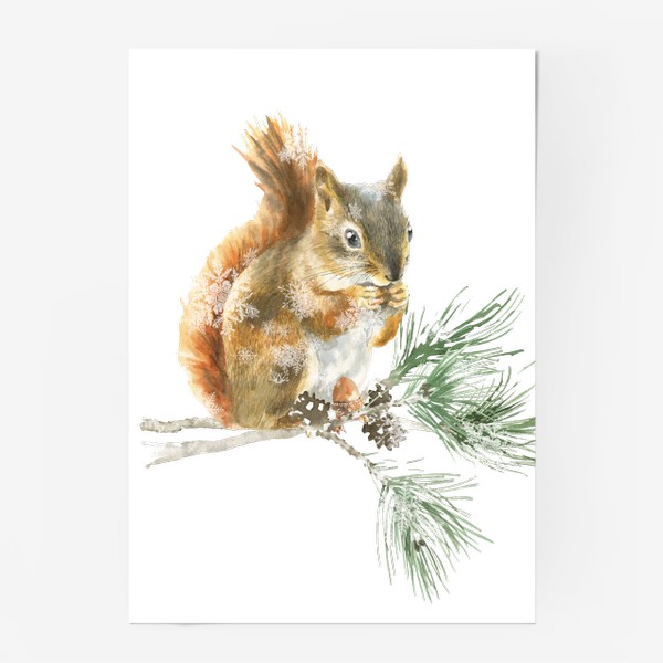 Постер «Акварельная  иллюстрация белочка, Рождественский винтажный принт белка на еловой ветке»
