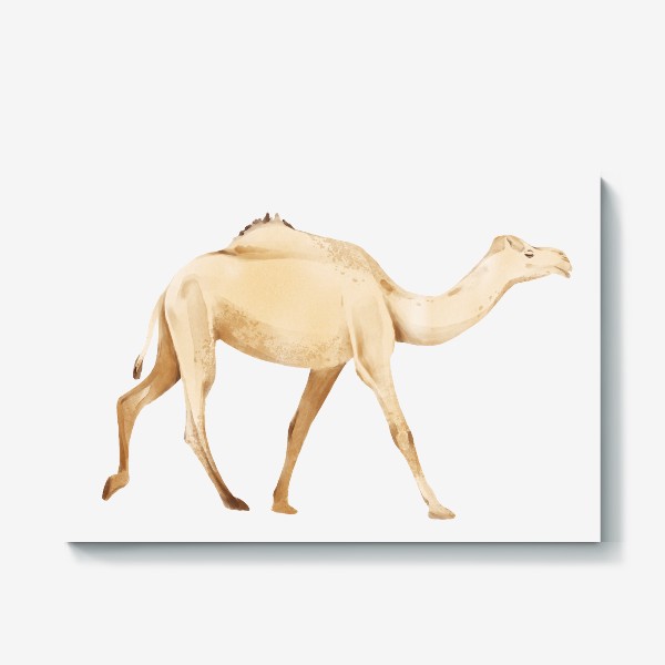 Холст &laquo;Акварельная нарисованная вручную яркая иллюстрация с бежевым одногорбым верблюдом. Животные Африки, зоопарк&raquo;