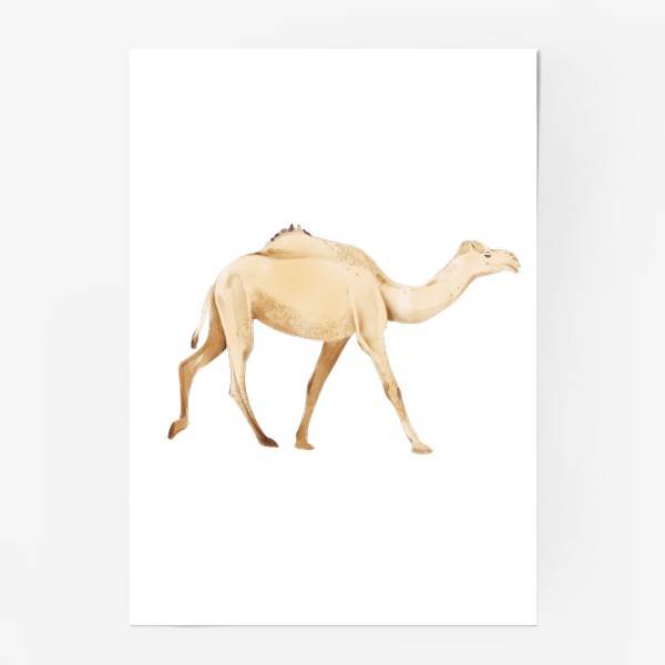Постер «Акварельная нарисованная вручную яркая иллюстрация с бежевым одногорбым верблюдом. Животные Африки, зоопарк»