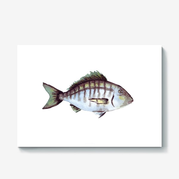 Холст «Рыба. Зубан большеглазый.»