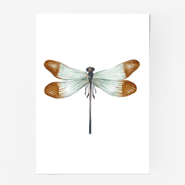 Постер «Акварельная нарисованная вручную яркая иллюстрация с экзотической бабочкой, стрекозой»