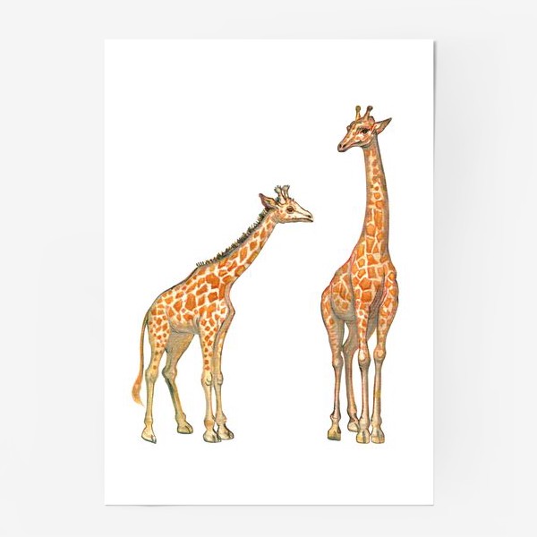 Постер &laquo;Акварельная нарисованная вручную яркая иллюстрация с жирафами в Африке. Животные пустыни, мама и малыш, пастель&raquo;