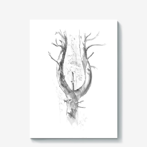 Холст &laquo;Нарисованная вручную карандашом лесная иллюстрация, раздвоенный ствол дерева, сосна, кора&raquo;