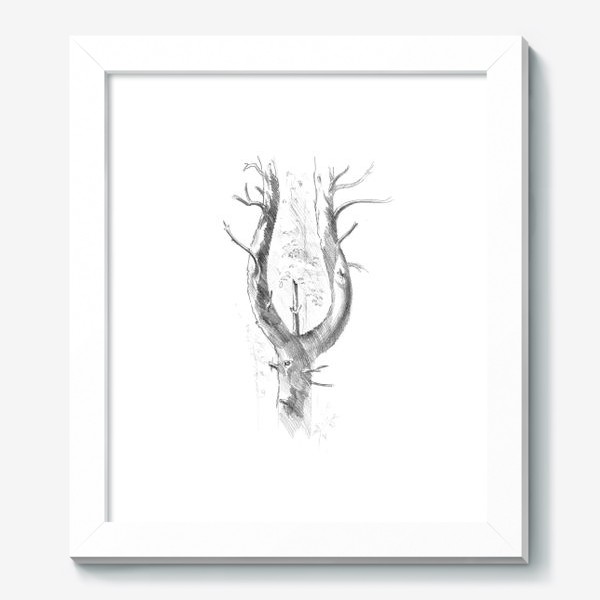 Картина «Нарисованная вручную карандашом лесная иллюстрация, раздвоенный ствол дерева, сосна, кора»