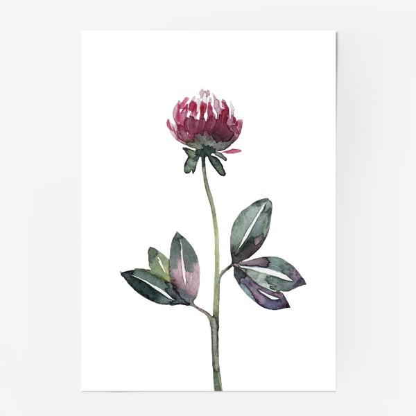 Постер «Цветок клевер»
