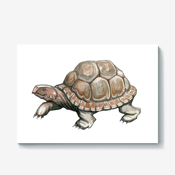 Холст &laquo;Акварельная нарисованная вручную иллюстрация с яркой иллюстрацией сухопутной черепахи, животное&raquo;