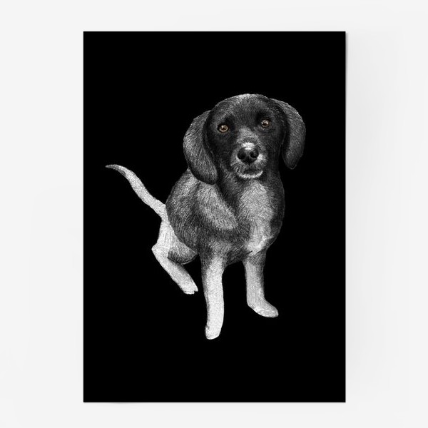 Постер «Щенок. Рисунок собаки карандашом. Черный фон»