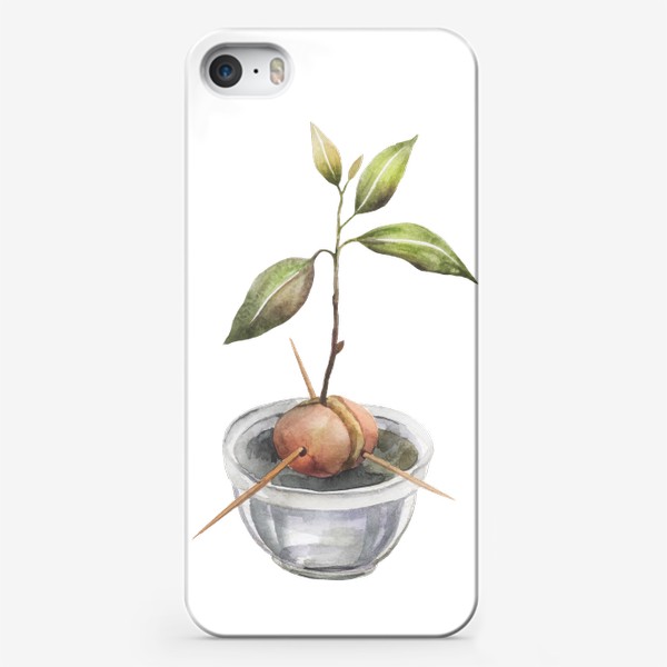 Чехол iPhone «Росток авокадо. Косточка авокадо. Акварельная иллюстрация авокадо»
