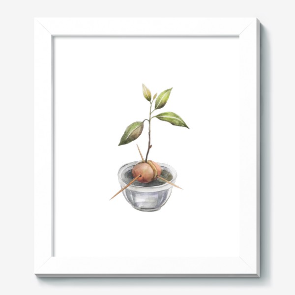 Картина «Росток авокадо. Косточка авокадо. Акварельная иллюстрация авокадо»