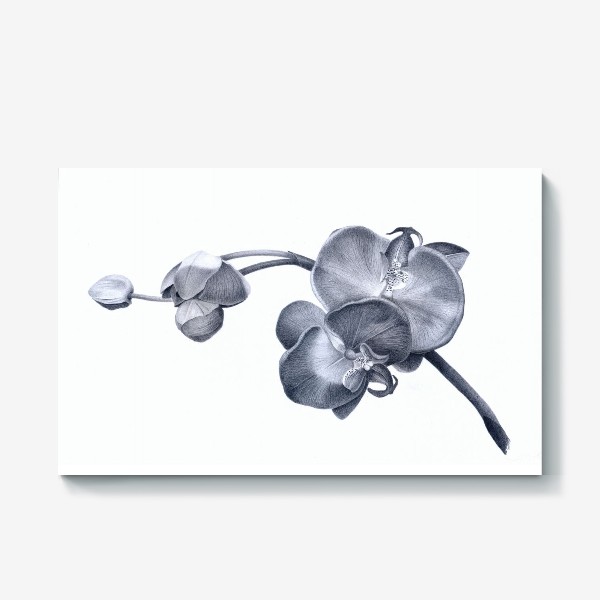 Холст «Веточка орхидеи. Орхидея. Графика. Реализм.»
