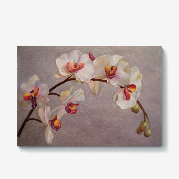 Холст «Орхидея. Бело-розовая орхидея. Акварель. Реализм.»