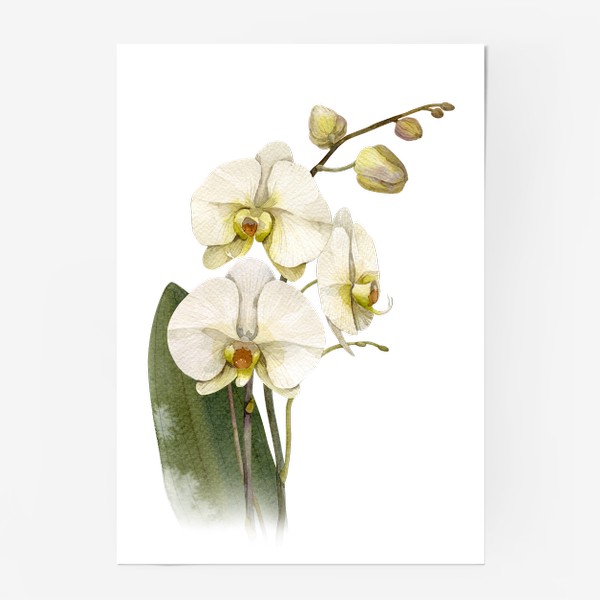 Постер «Орхидея»