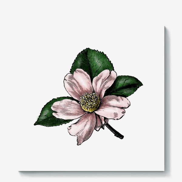 Холст &laquo;Цветок яблони, винтажная графика акварель и тушь, ботаническая иллюстрация&raquo;