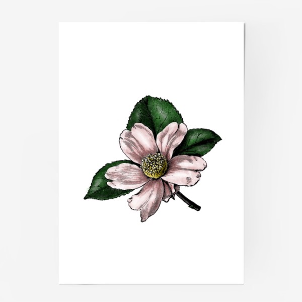 Постер «Цветок яблони, винтажная графика акварель и тушь, ботаническая иллюстрация»