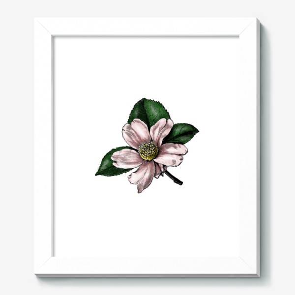 Картина «Цветок яблони, винтажная графика акварель и тушь, ботаническая иллюстрация»