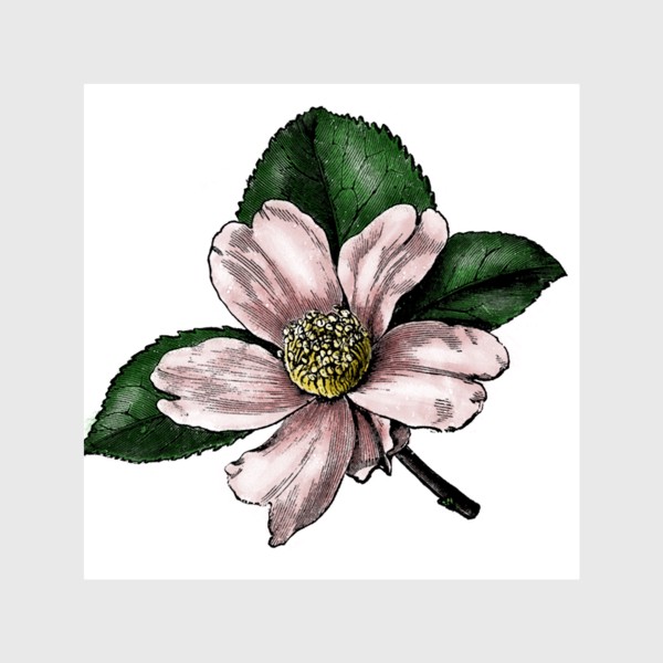 Шторы «Цветок яблони, винтажная графика акварель и тушь, ботаническая иллюстрация»