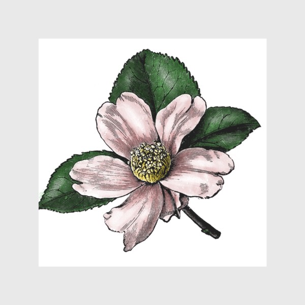 Скатерть &laquo;Цветок яблони, винтажная графика акварель и тушь, ботаническая иллюстрация&raquo;