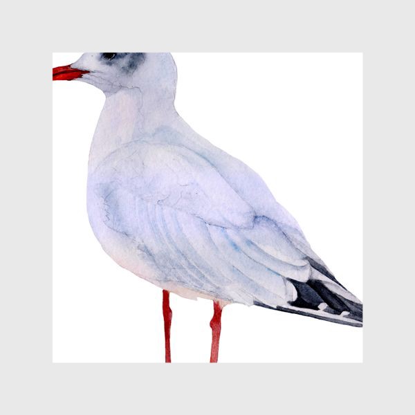 Шторы «Акварель птица Чайка альбатрос»
