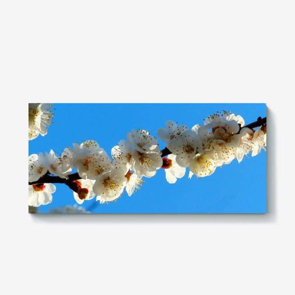 Холст «Цветущая сакура весной»
