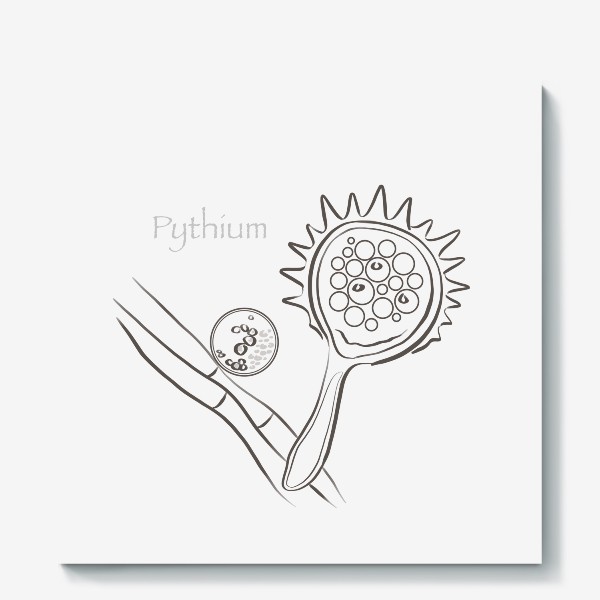 Холст «Pythium»
