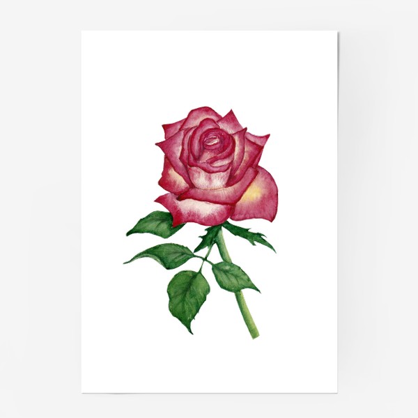Постер «Роза»