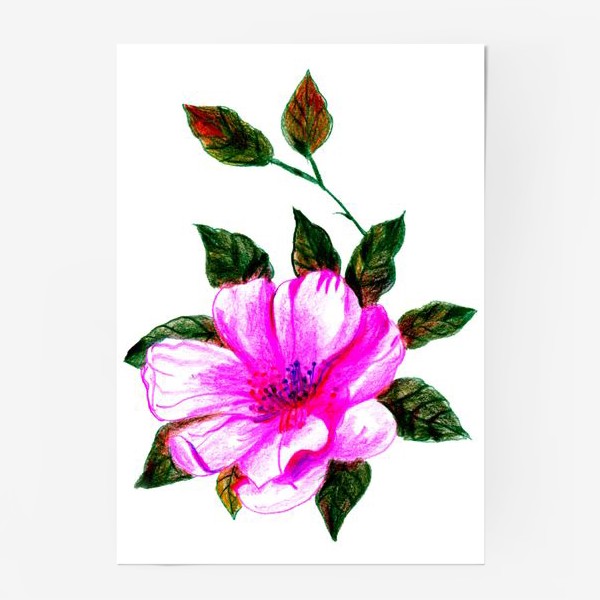 Постер «Розовый шиповник»