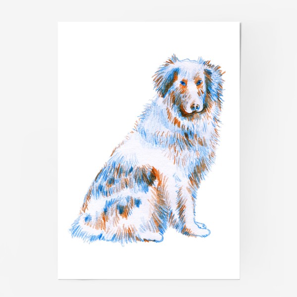 Постер &laquo;Австралийская овчарка. Рисунок карандашом. Любителю собак&raquo;