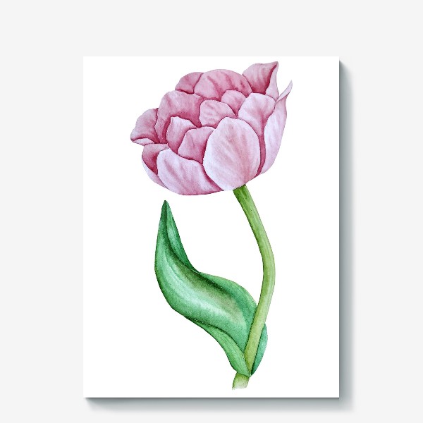 Холст «Розовый тюльпан. Акварель»