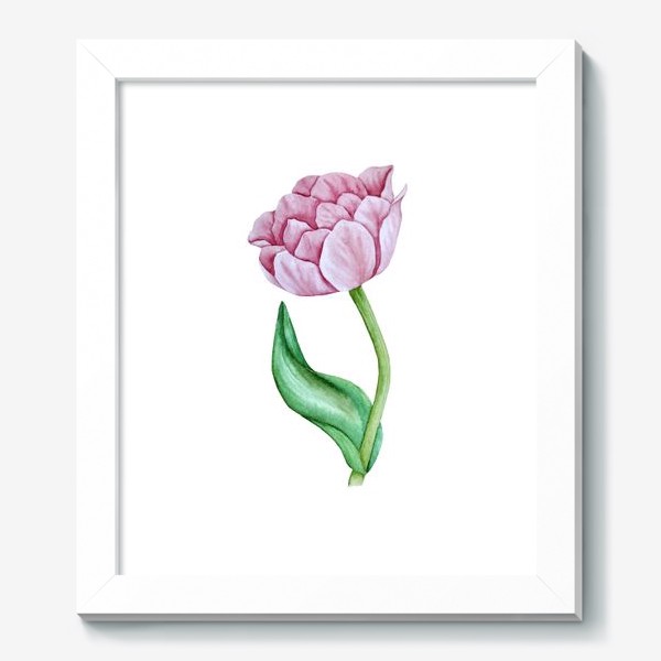 Картина «Розовый тюльпан. Акварель»