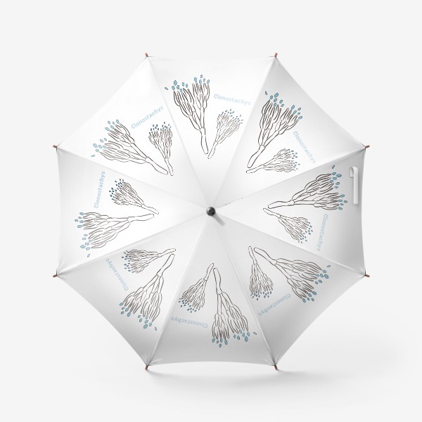 Зонт «Clonostachys цветная»