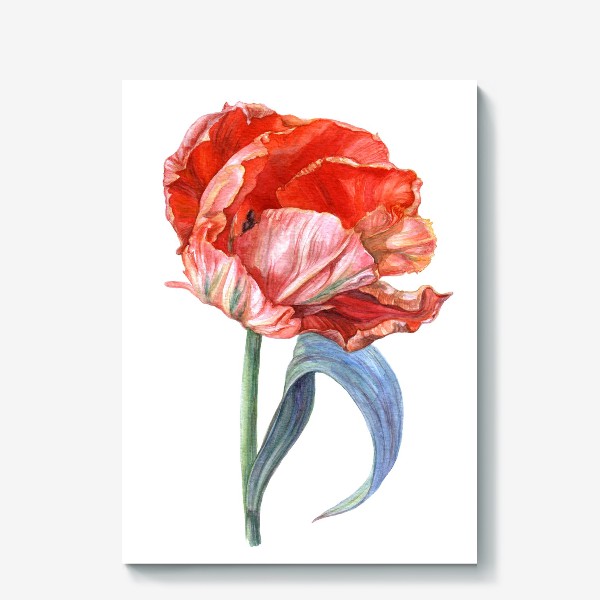 Холст «Акварельный тюльпан. Яркий красный цветок»