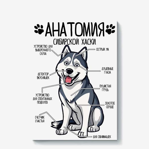 Холст &laquo;Сибирский Хаски анатомия, строение собаки&raquo;