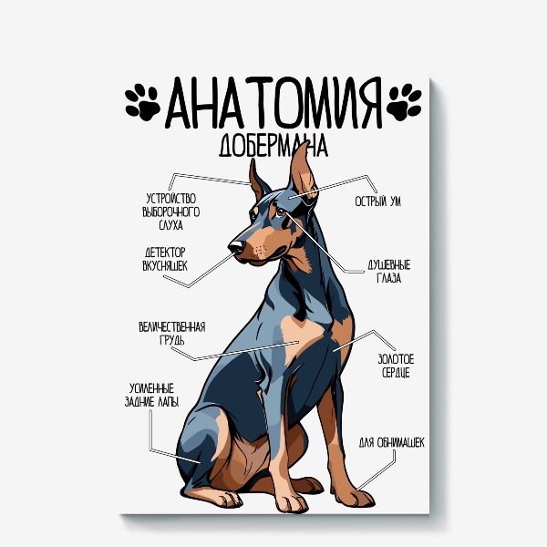 Холст «Анатомия добермана, строение собаки»