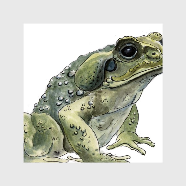 Шторы «Зеленая жаба сидит»