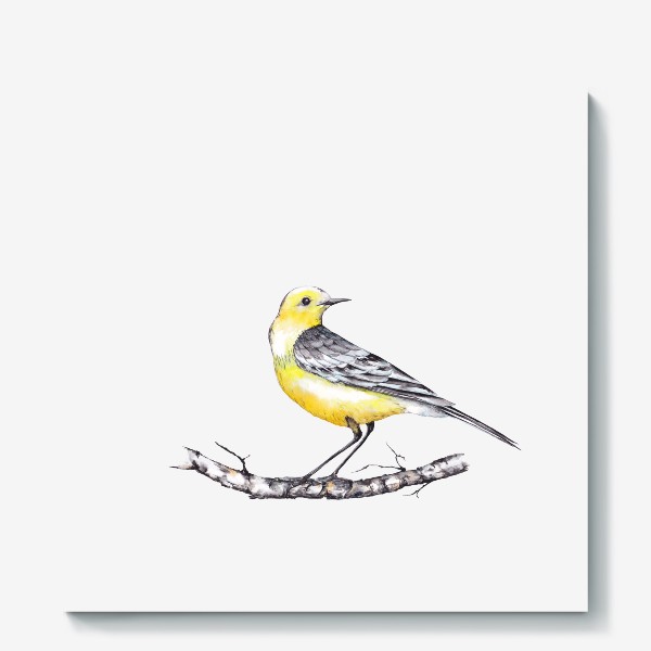Холст «Лесная птичка желтоголовая трясогузка на березовой ветке Зимний мотив Акварель»