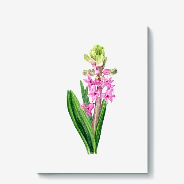Холст «Весенний розовый гиацинт акварель»