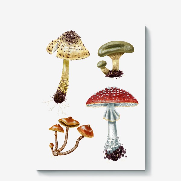 Холст «Разные красивые лесные грибы, летние и осенние, несъедобные и ядовитые. Гриб мухомор, лепиота, свинушка, галерина»