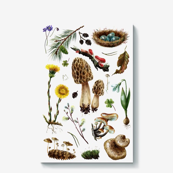 Холст «Разные лесные грибы, цветы, травы, весенние растения, природа, ботаническая иллюстрация, гербарий, растительный принт»