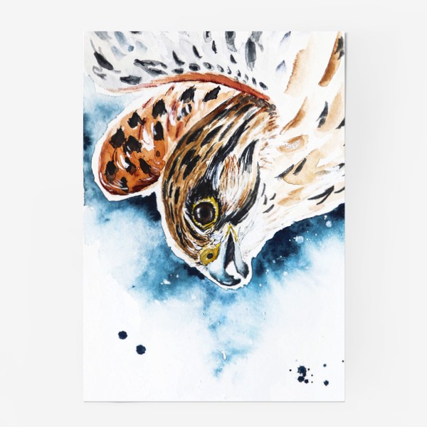 Постер «птица Пустельга хищница»