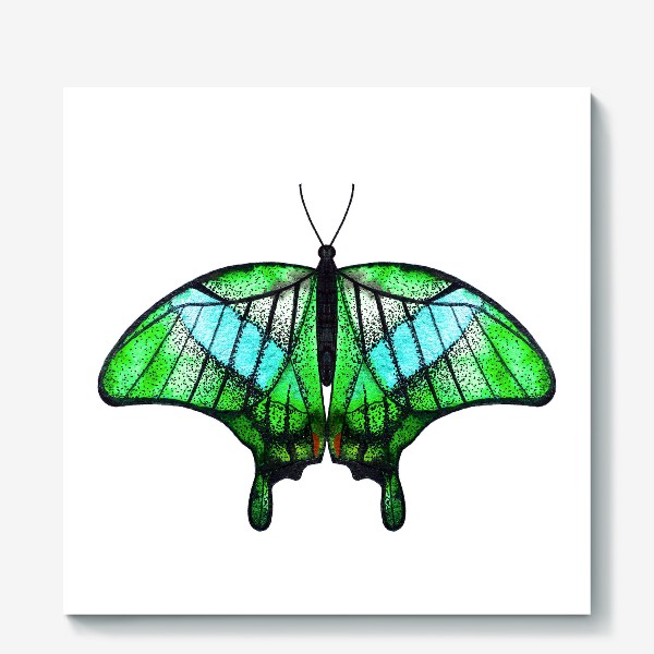 Холст «Бабочка зелёная на белом»
